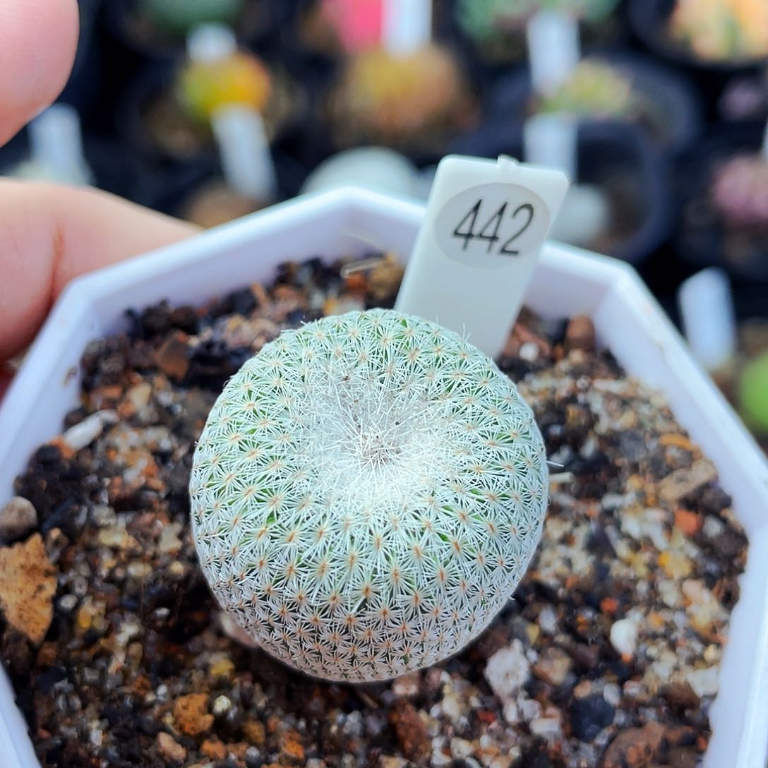 非偏远地区满25包邮仙人球