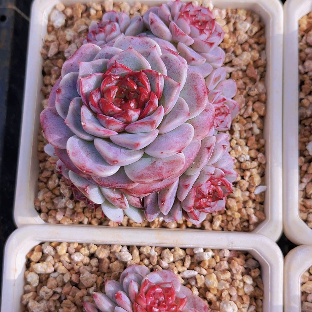 天鹅绒9公分998米多8元