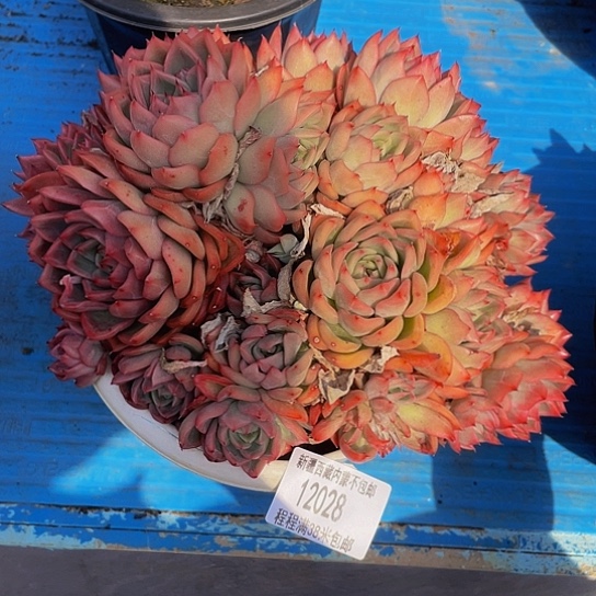 丽*梦瑞安娜12028多肉