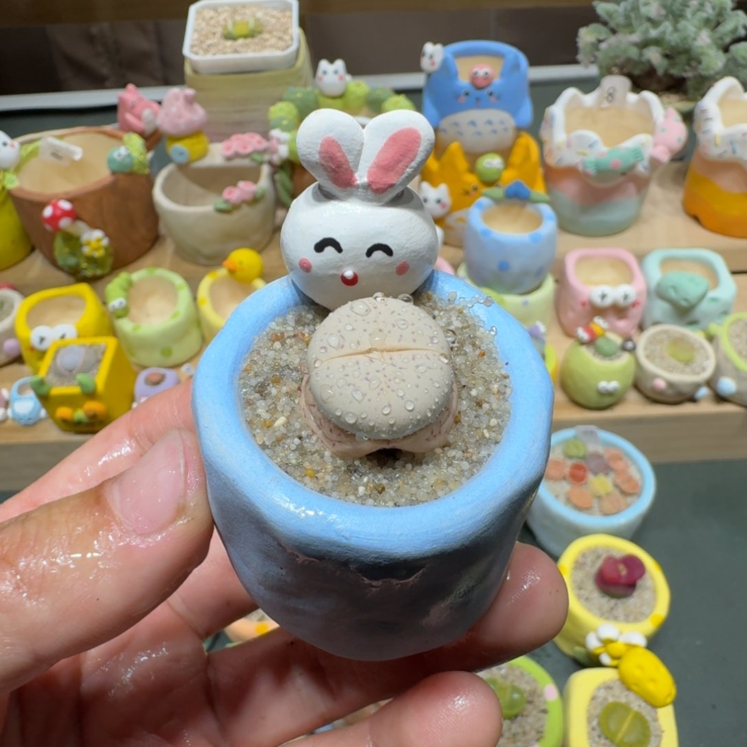 红陶蘑菇668大白