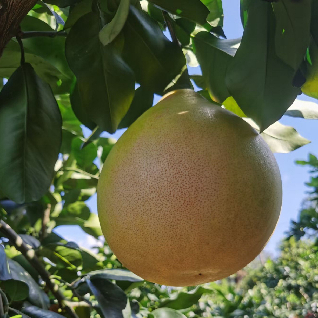红心柚子新鲜当季现摘