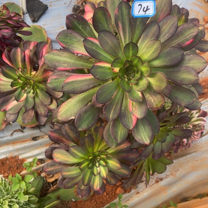 74老庄花蝴蝶法师锦锦