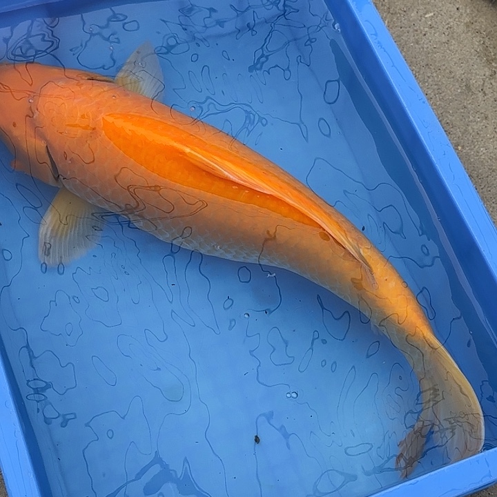 海水鱼赤目芒果介子