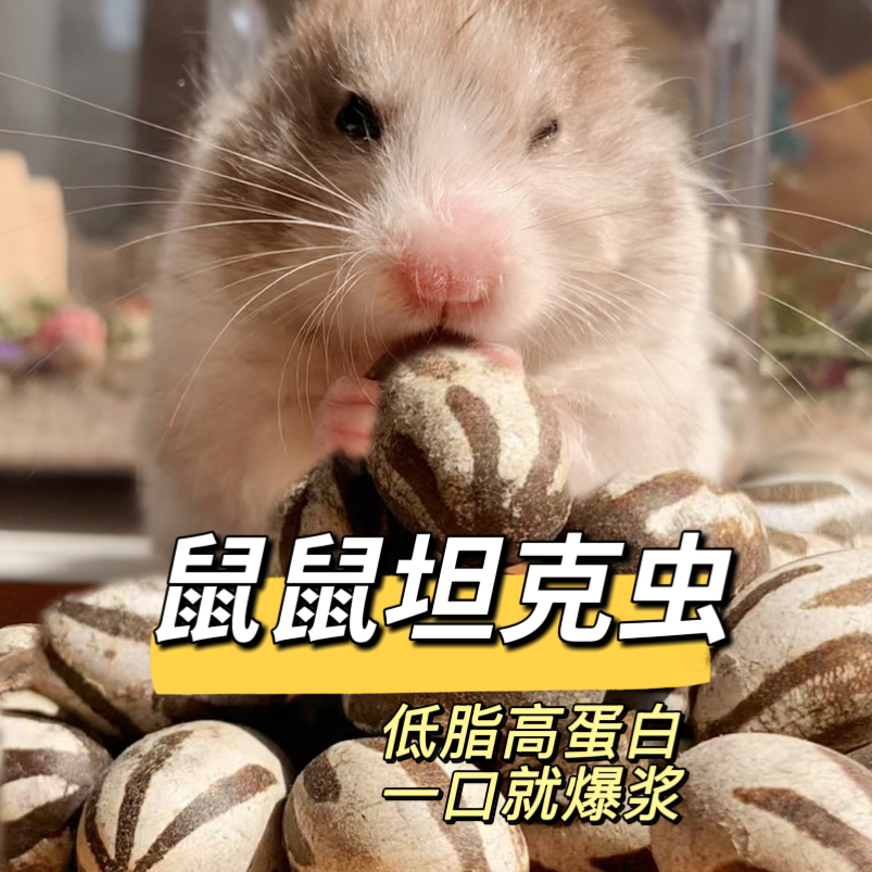 小天鼠仓鼠零食坦克虫金丝熊蜜袋鼯花枝鼠高蛋白杨拉罐躺手长肉粮
