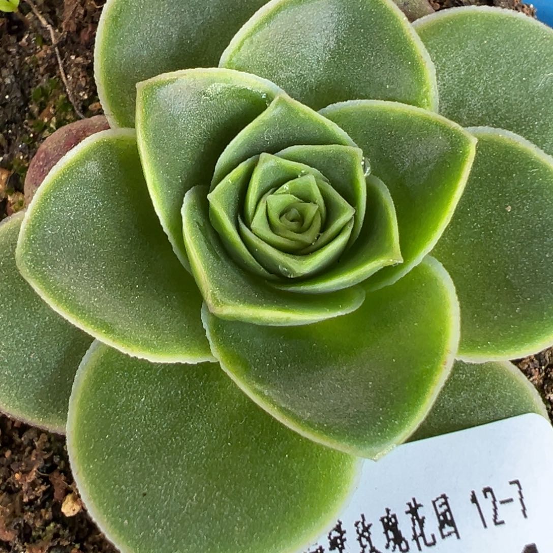 陈陈811帕美mex各种