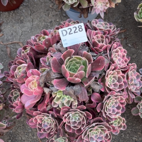 多肉植物凤冠捧花