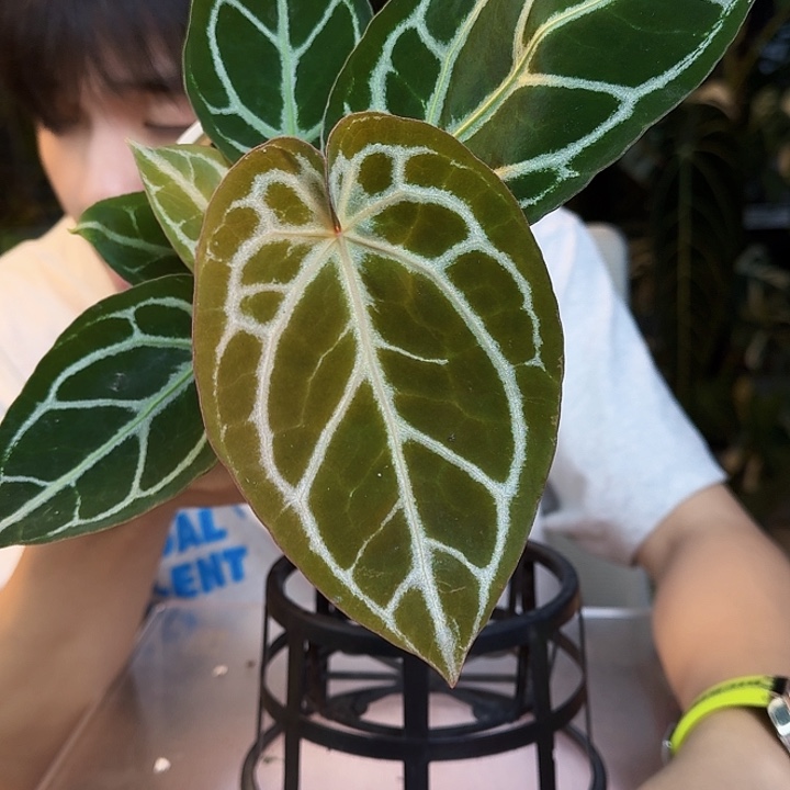 完全开放T133红水晶f2杂银虎