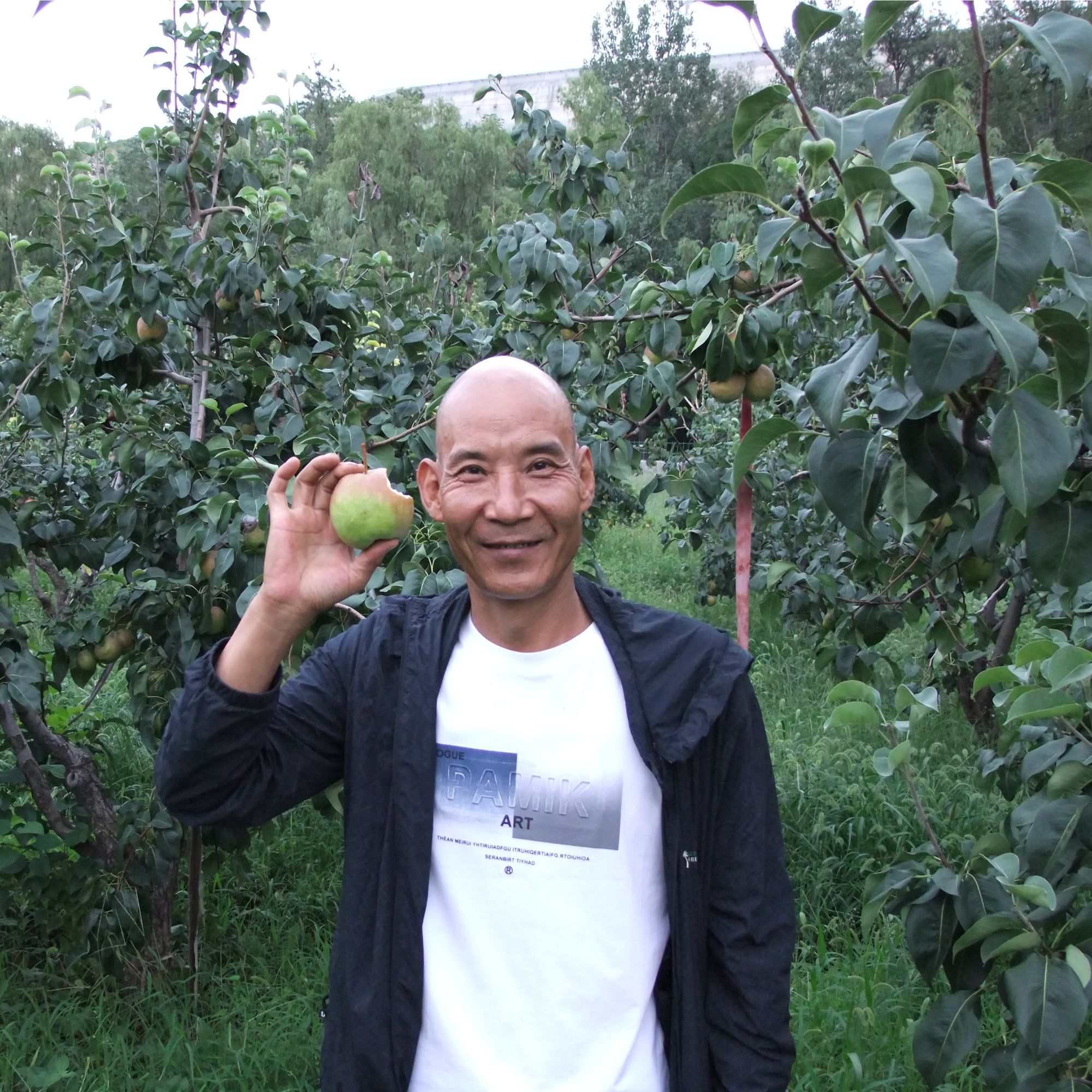 山西老曹正宗脆甜无渣玉露香梨新鲜水果直发（稍有果锈不影响口感）