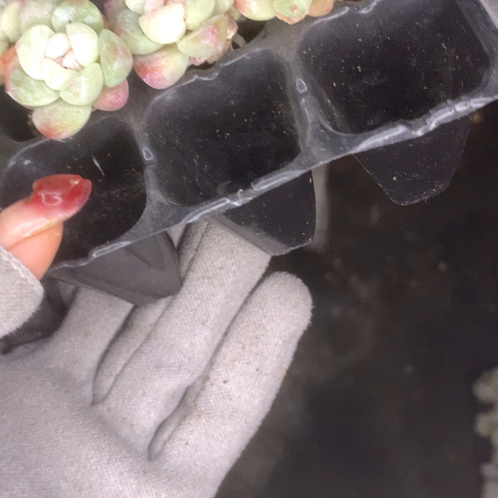 乌木双7颗。加单7颗。包邮。多肉