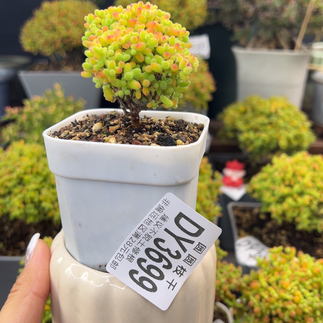 雾***念dy3699精控蜜橘糖球带盆价冠幅5cm
