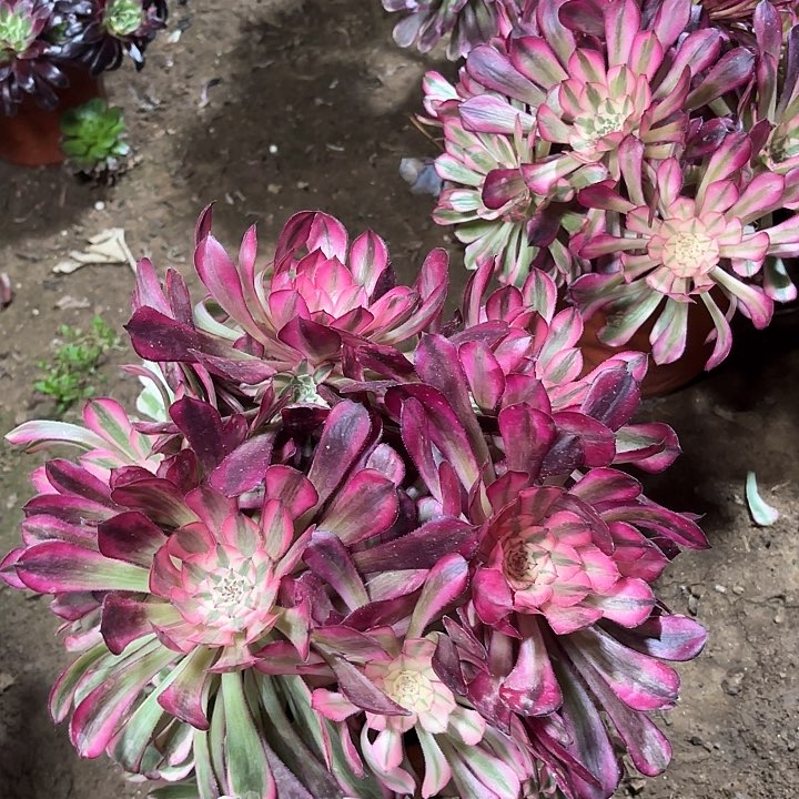 多肉植物红铜壶白68