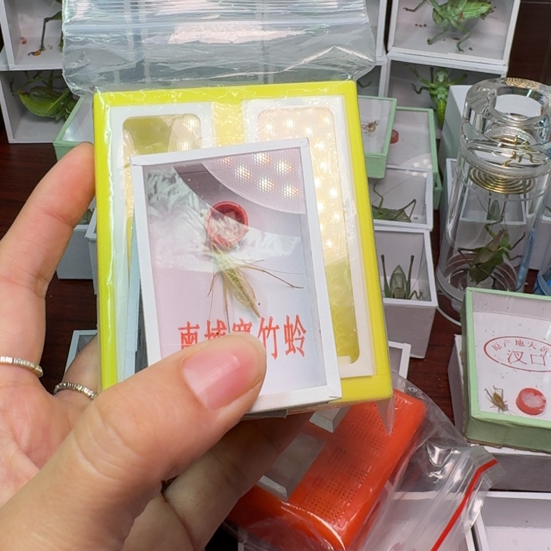 梧***山蟋蟀柬埔寨。盒。紫竹。  