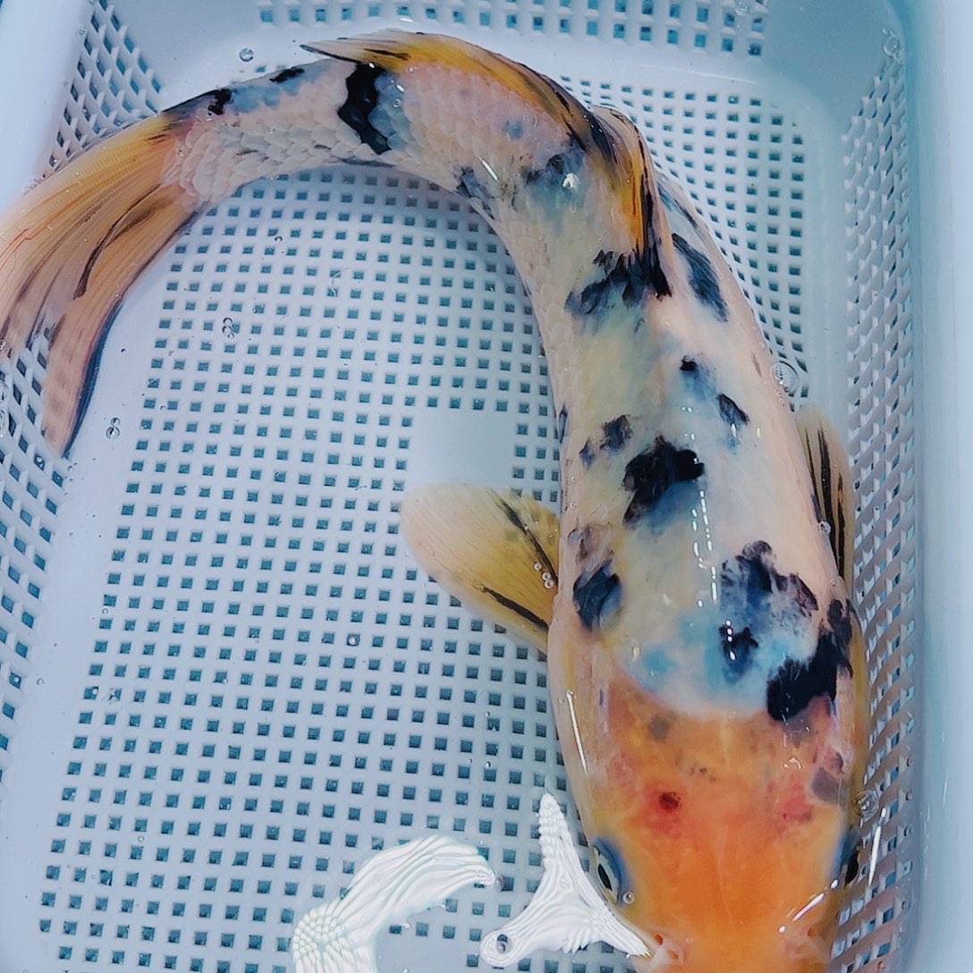 锦鲤锦鲤冷水鱼观赏134