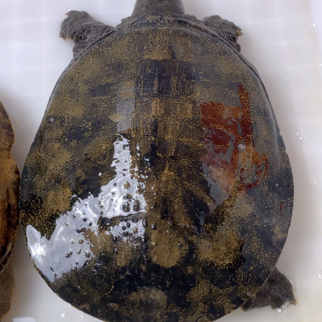 中国大陆鲜活甲鱼顺丰包邮