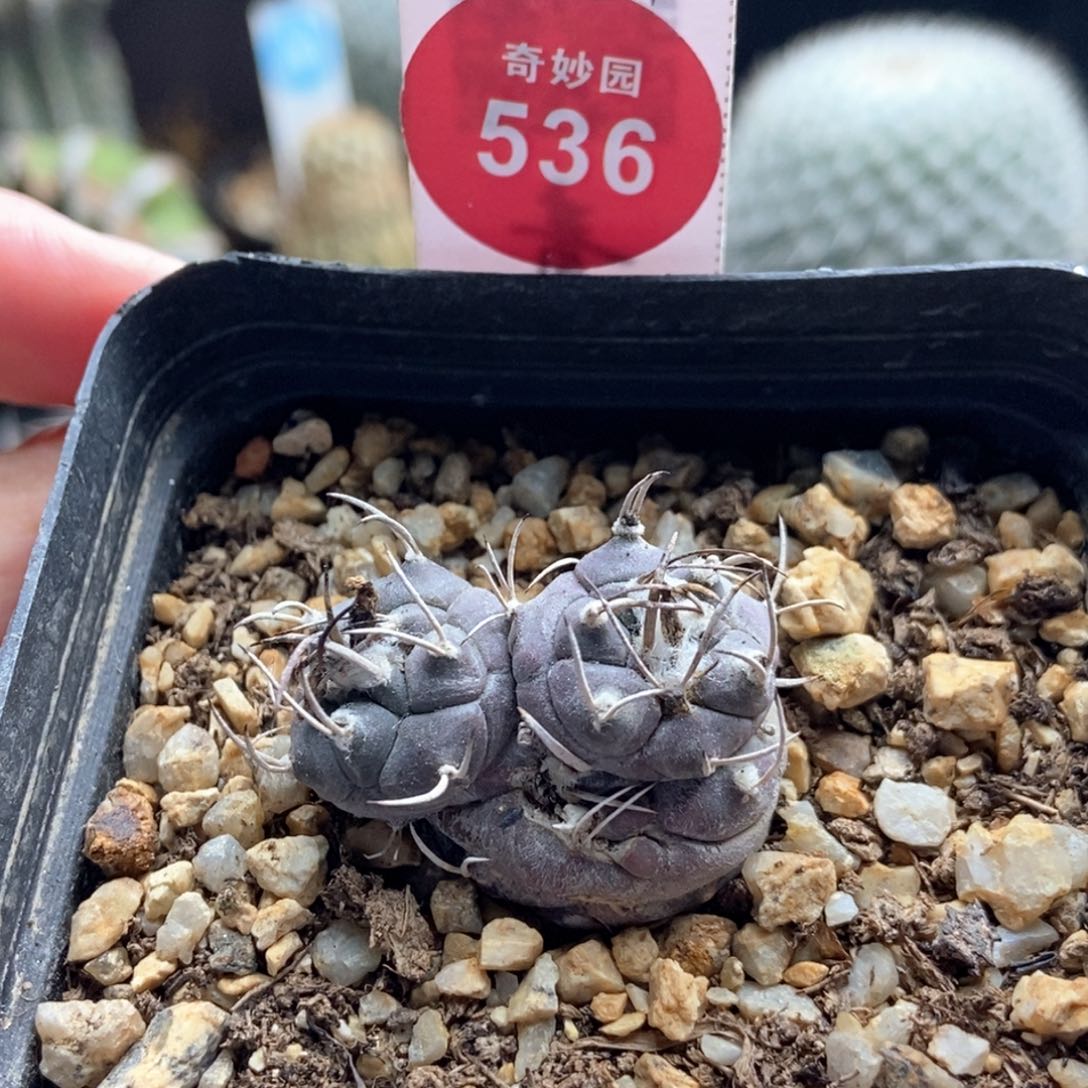 实生娇丽群有小疤