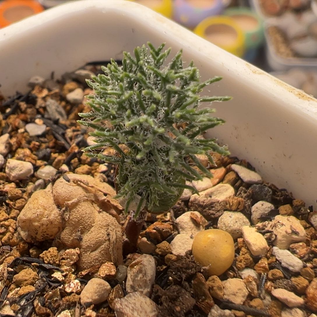 154多肉植物百科知识