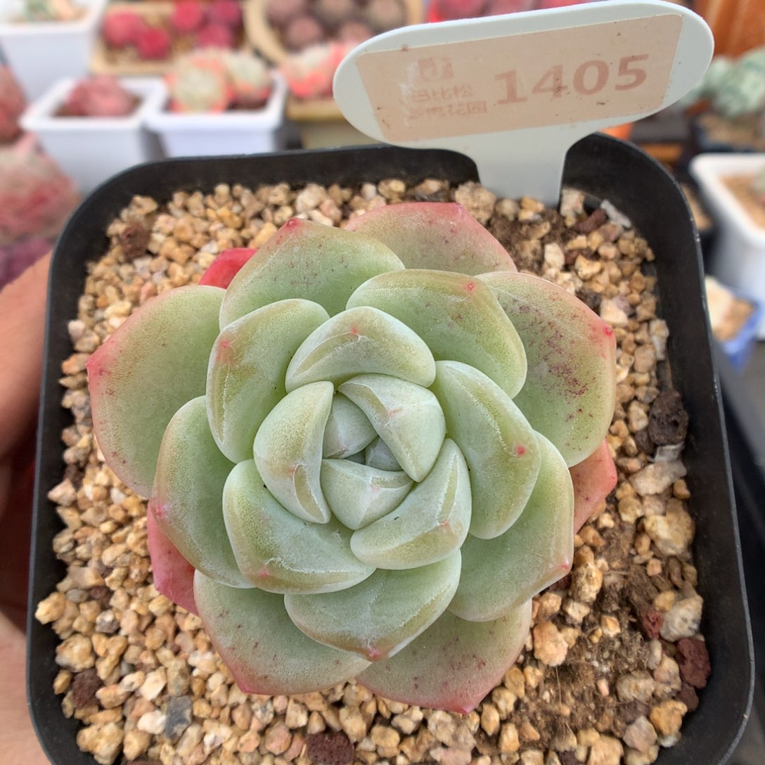 1405老桩冰玉多肉植物