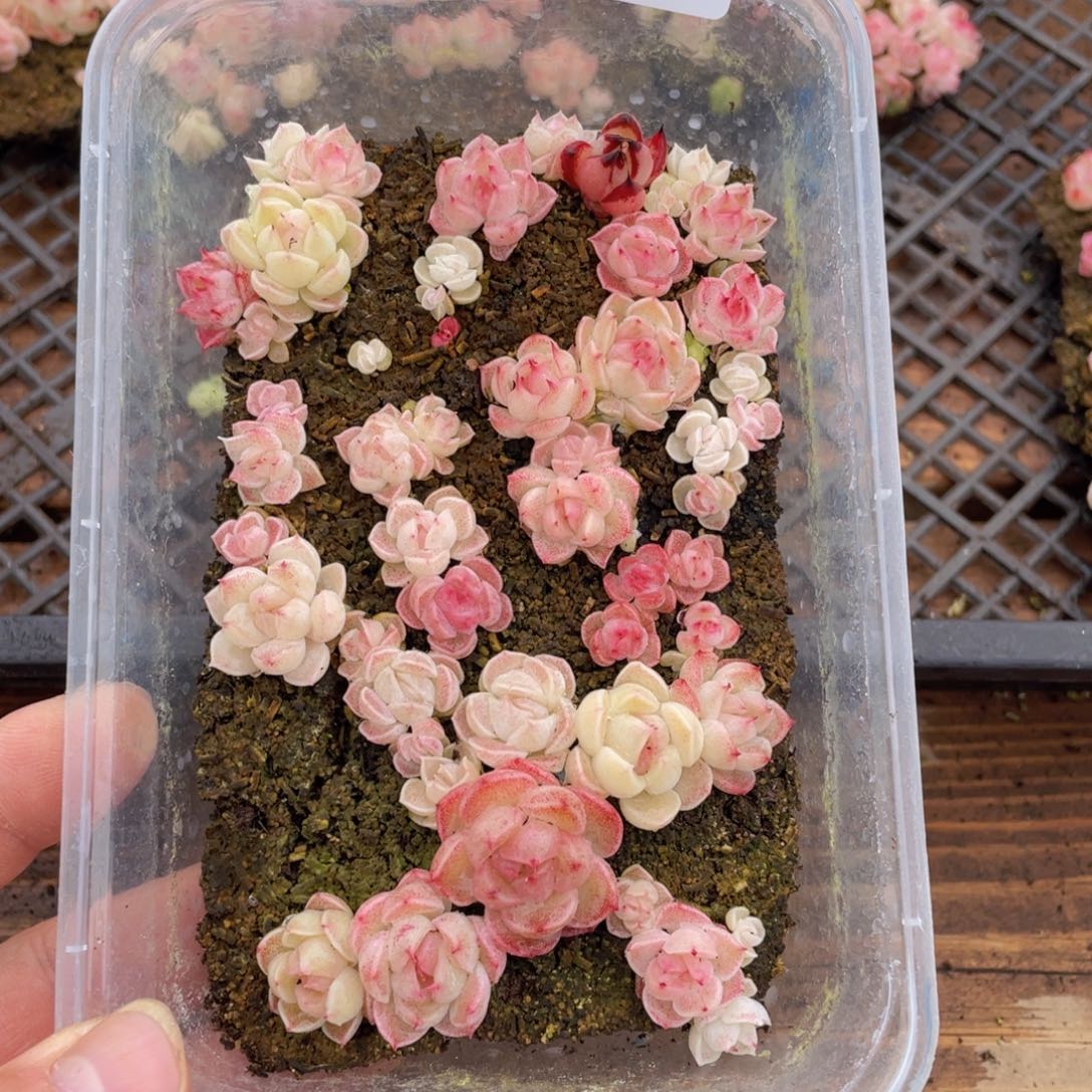 多肉植物多肉植物84