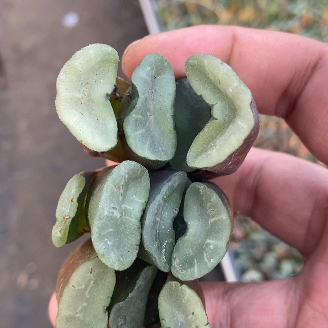 1811 一颗大久保蓝镜玉扇 铭品