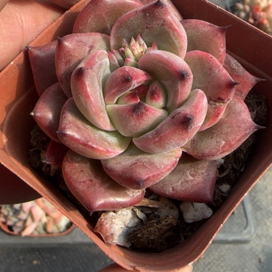 74火烈鸟一物一拍多肉