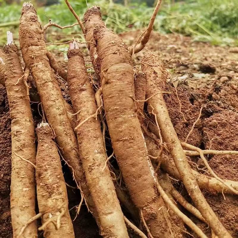 张小妹 现收 新鲜党参 营养丰富 滋补养生 精选山货