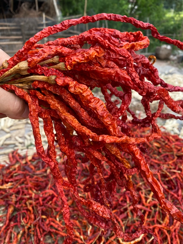 农家特香辣皱褶椒干辣椒新货带把