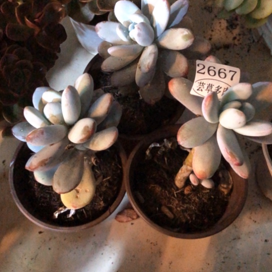 原始奶酪三颗，2667，一物一拍