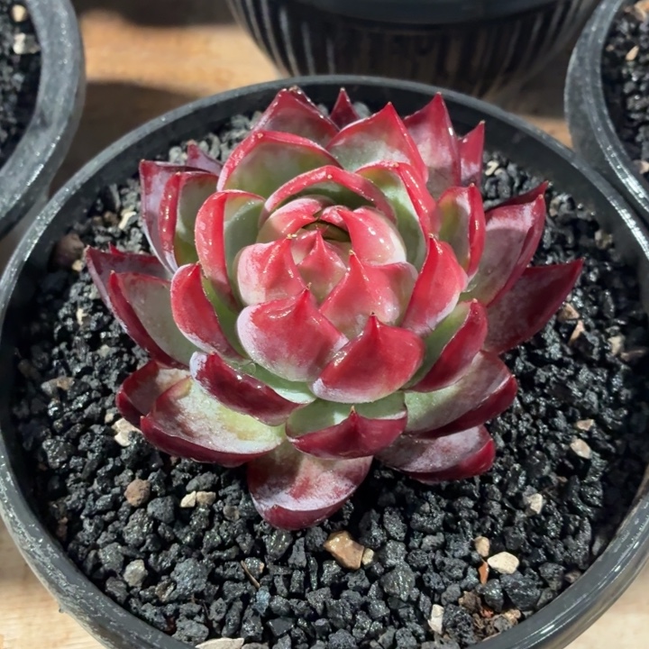 多肉植物惊鸿福利