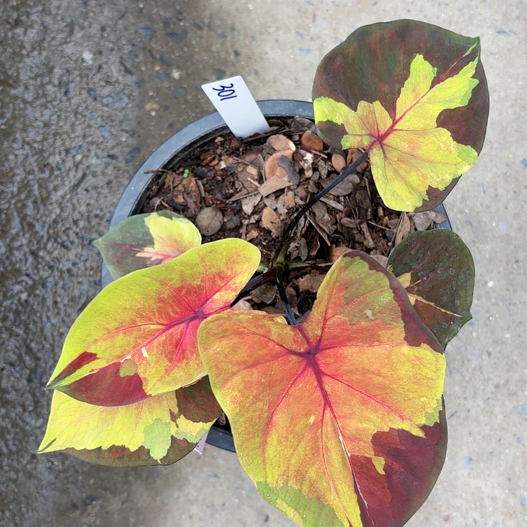 301-0116落日彩叶芋泰国发货