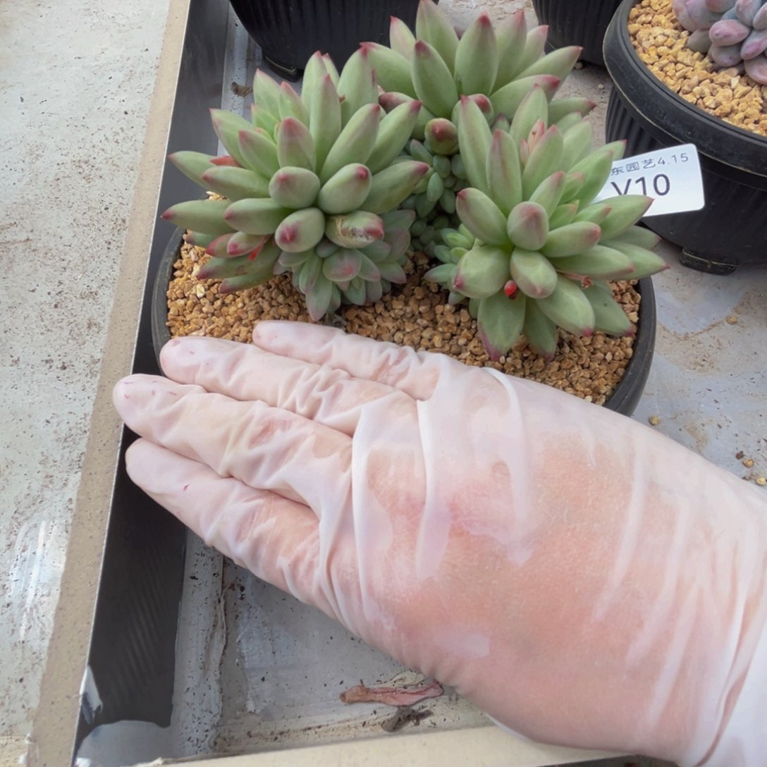 v vvvvvvvvvvvvvvv10