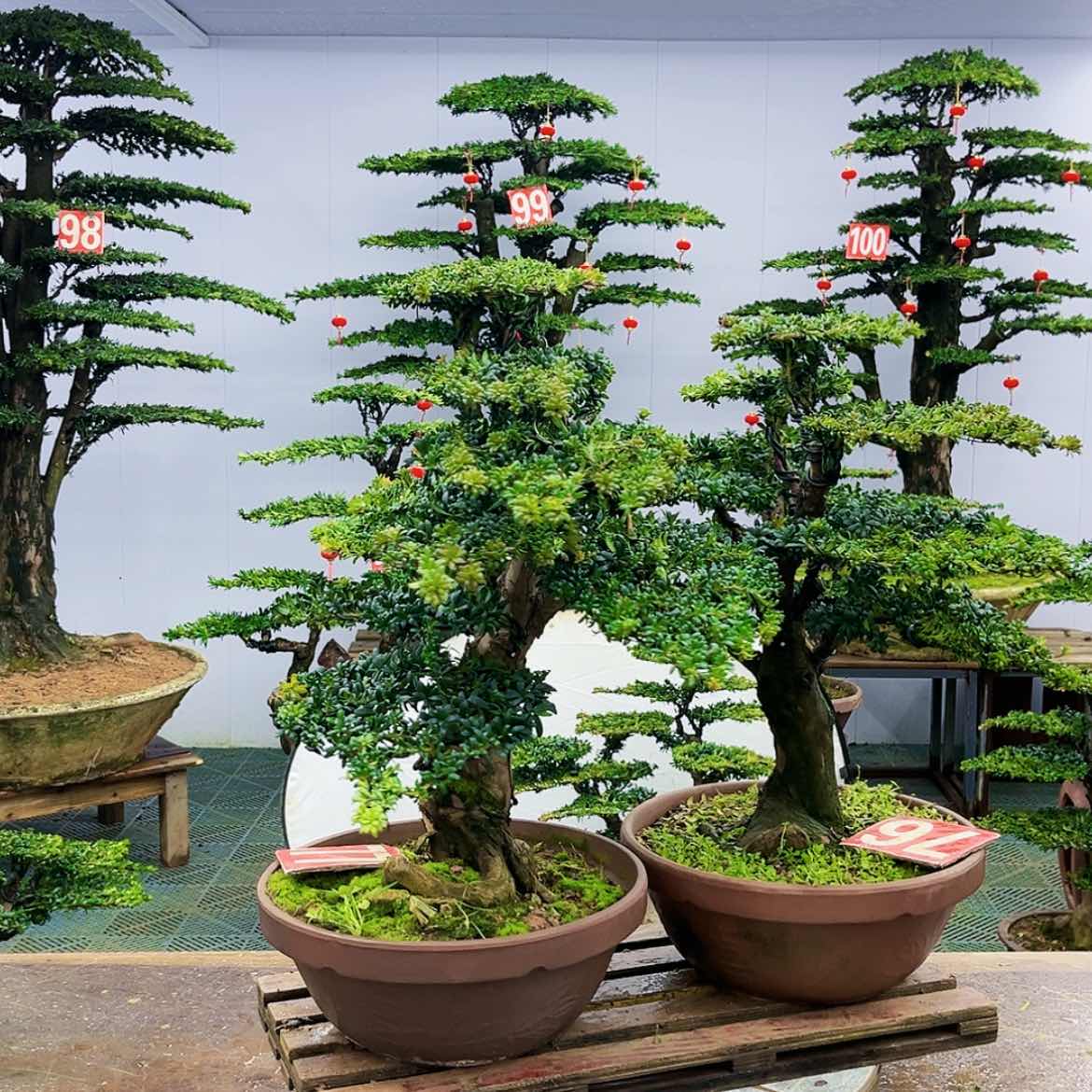 【闪购商品】罗汉松盆景艺术展