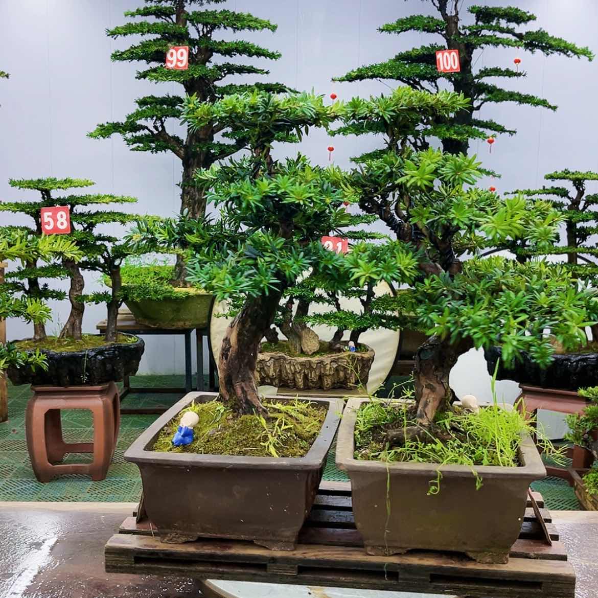 【闪购商品】罗汉松盆景的制作
