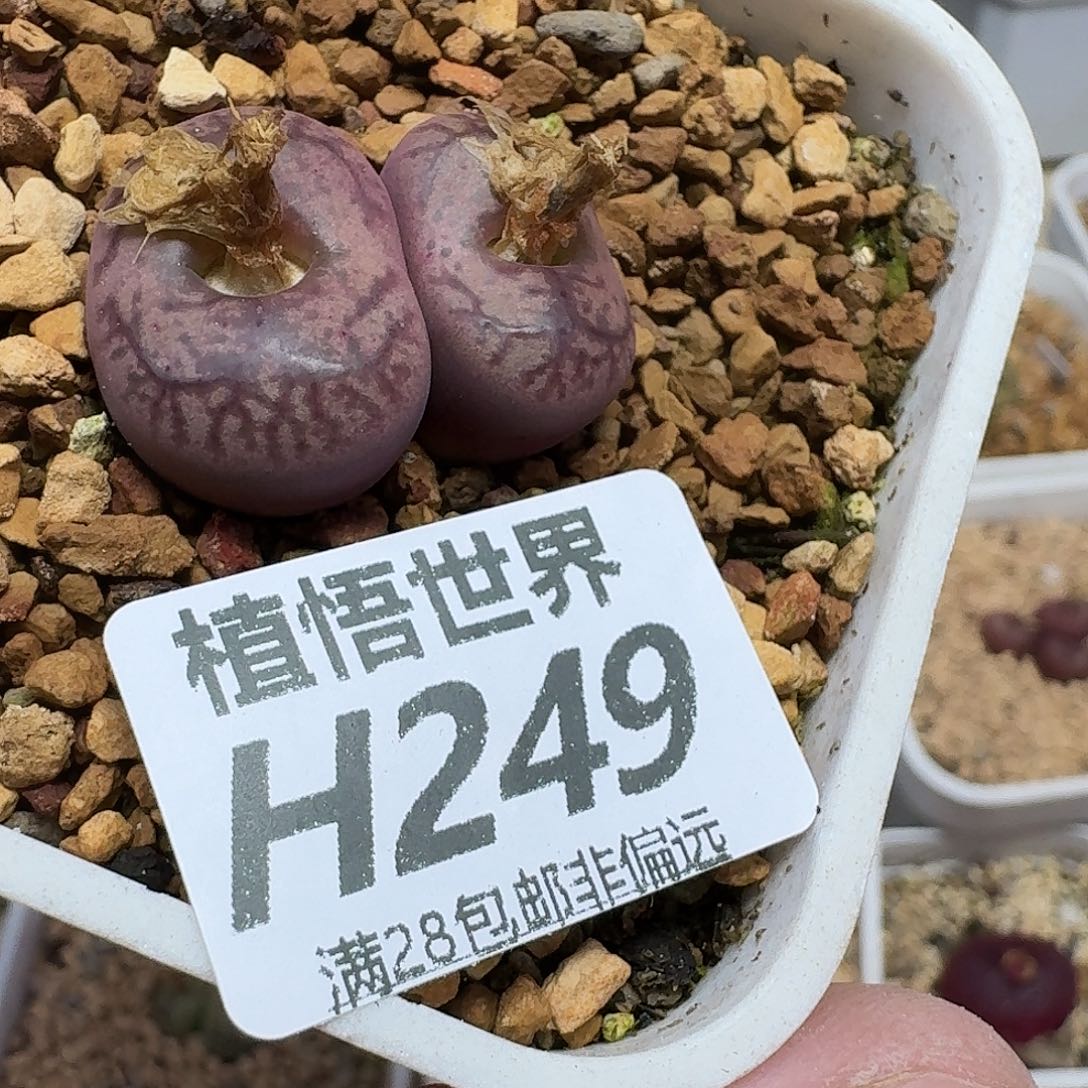 多肉植物的润泽ghj