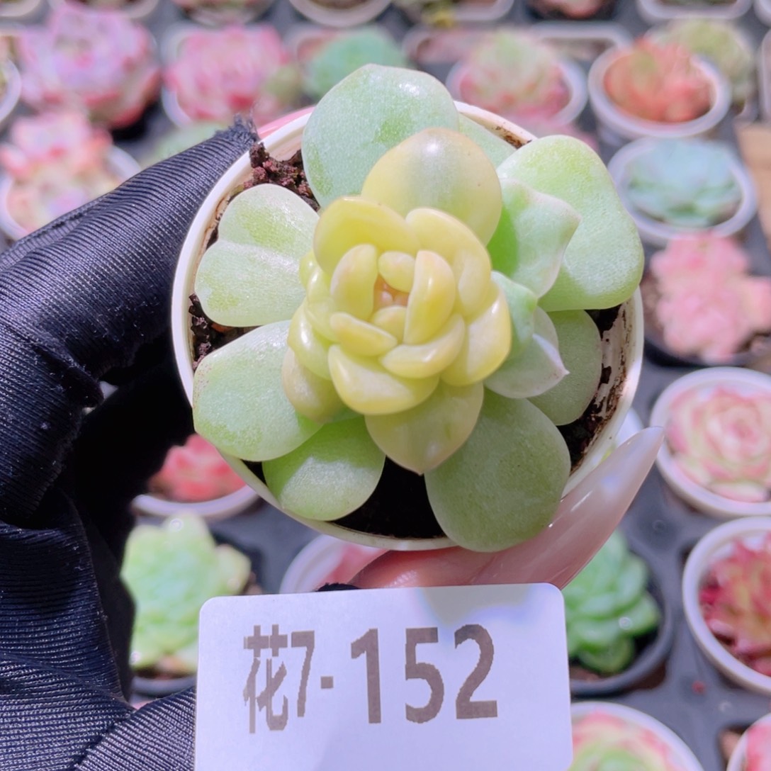 花利美7-152新品锦