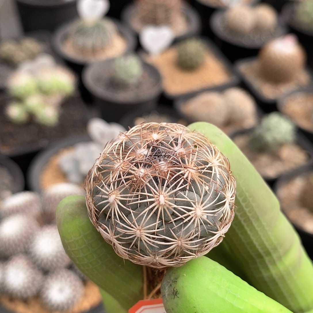 实生针鼠丸仙人球