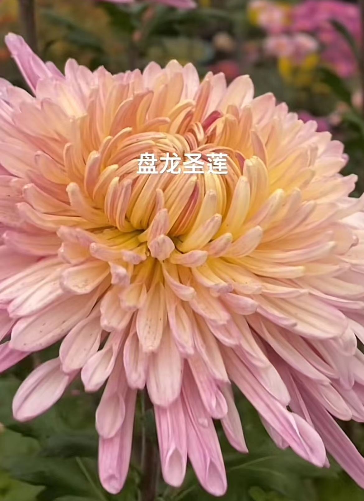 【盘龙圣莲】成品大菊花 八九月开花 对版基地直发