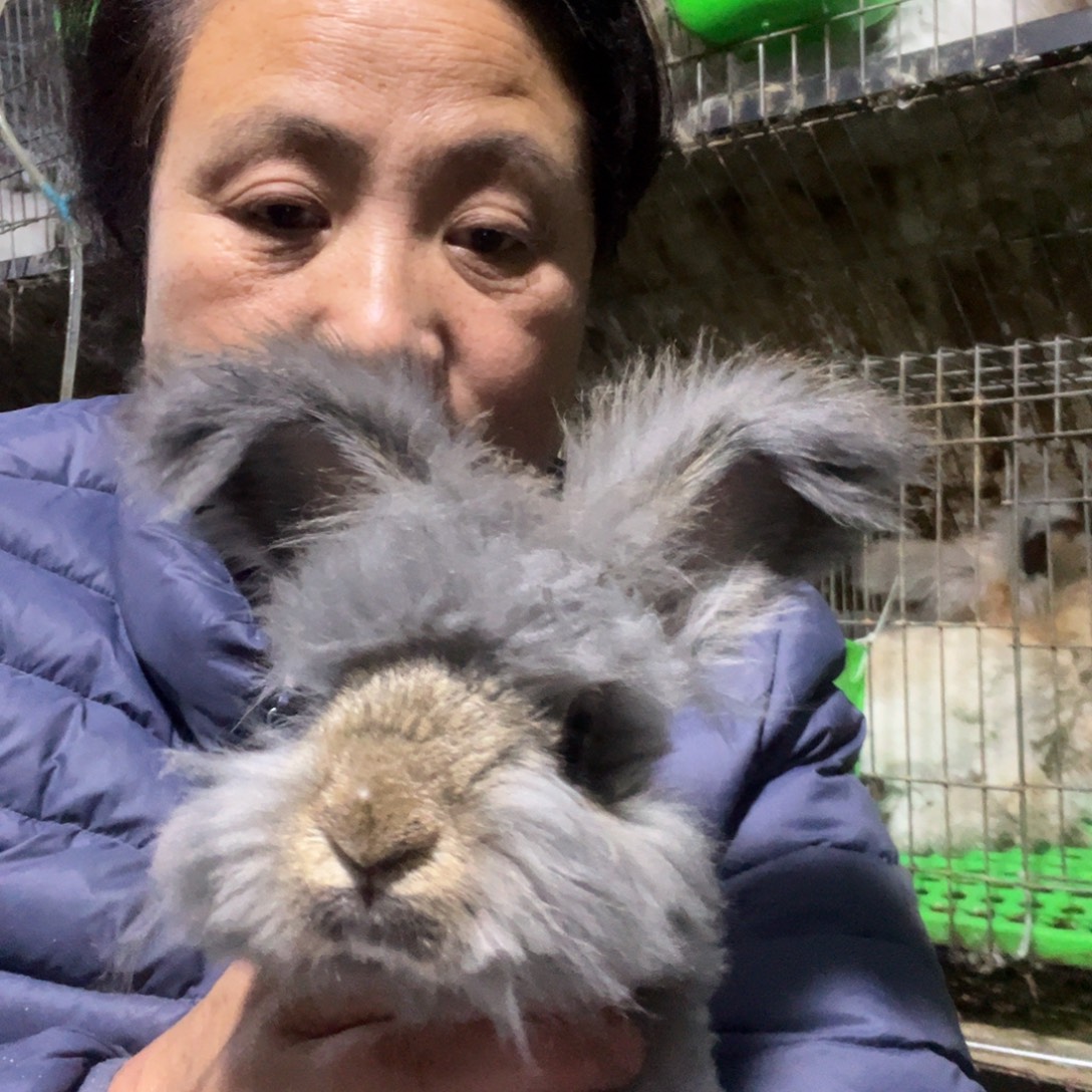 癞***肉英系安哥拉宠物兔子