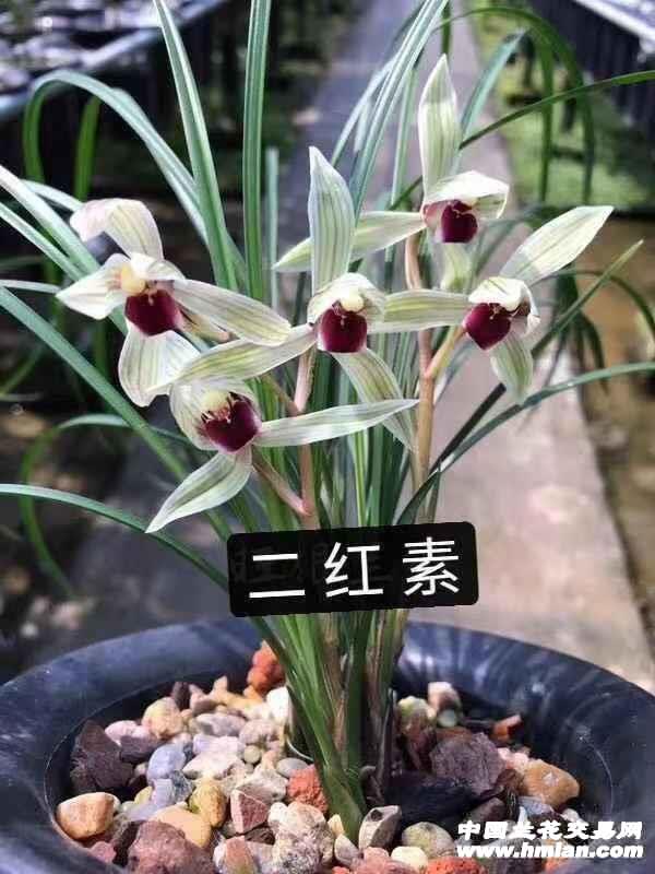 莲瓣兰二红素花苗室内绿植花卉盆栽易养护