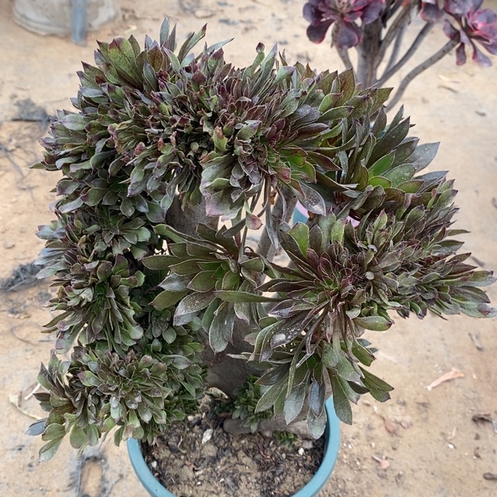 灰法缀多肉植物125
