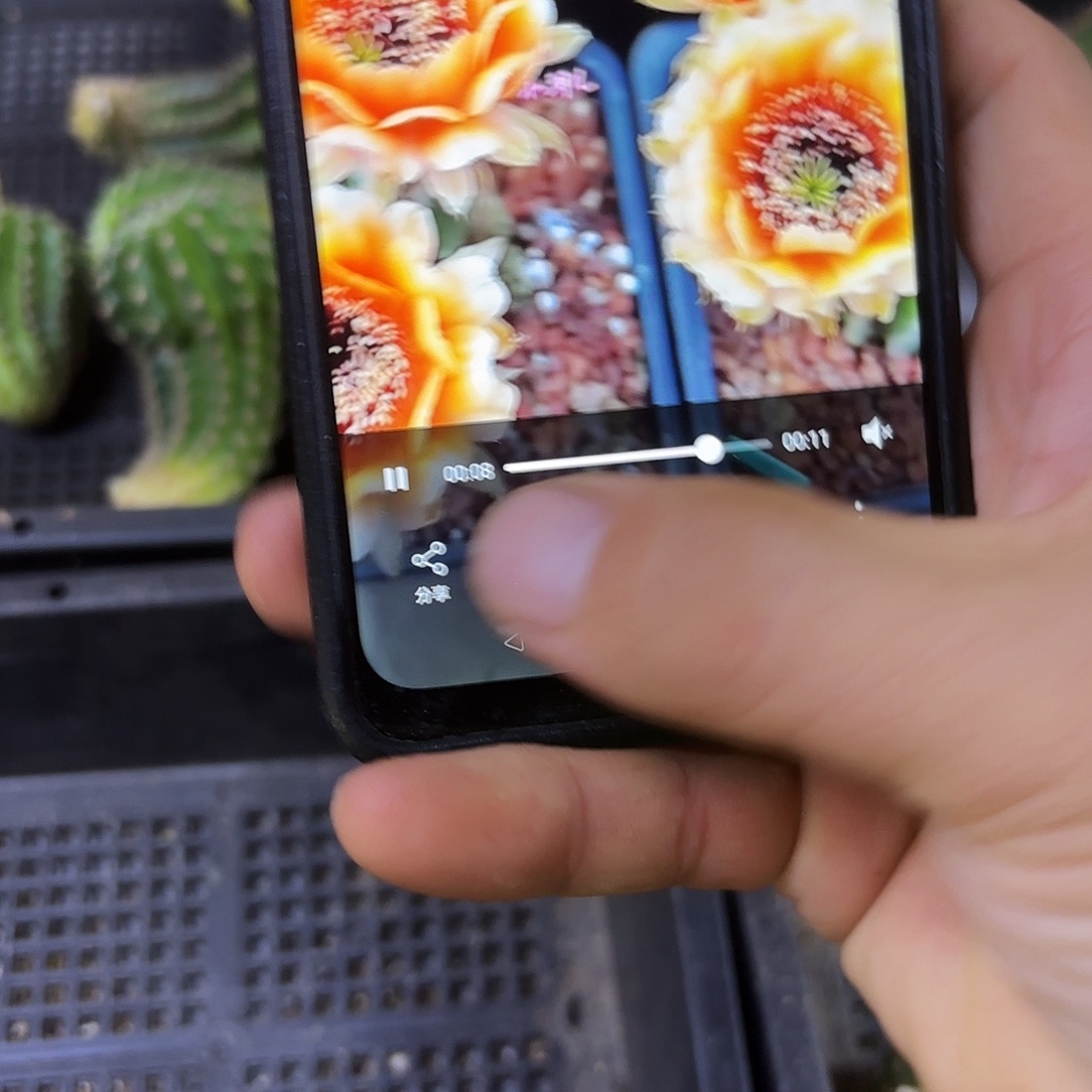 歪鹅黄金刚4-5公分左右20侧牙55