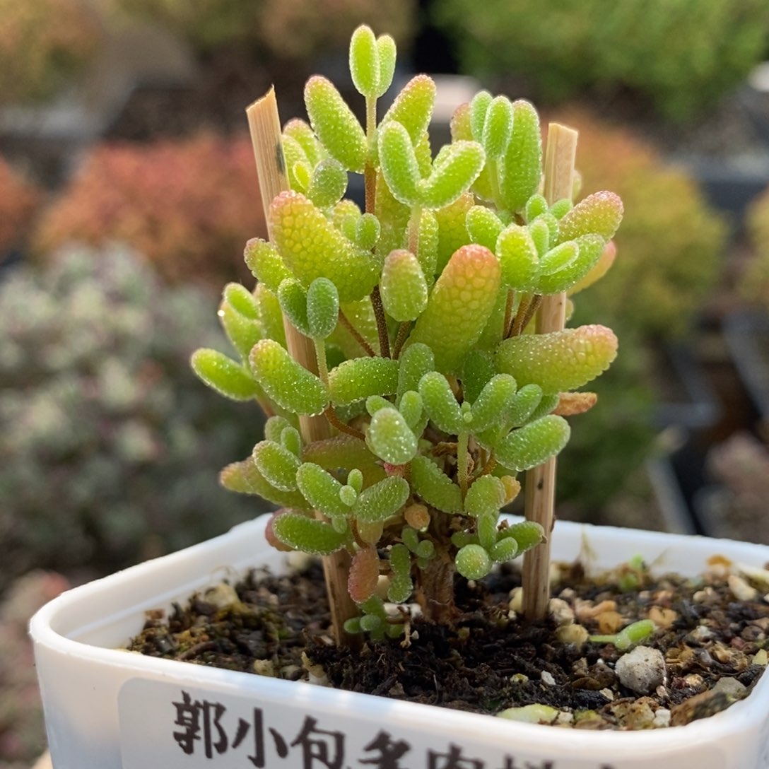 蜜橘糖球6218枝干番杏