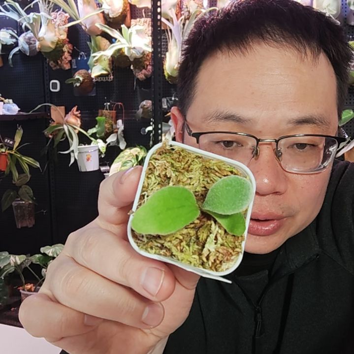 斑比鹿角蕨孢子苗489