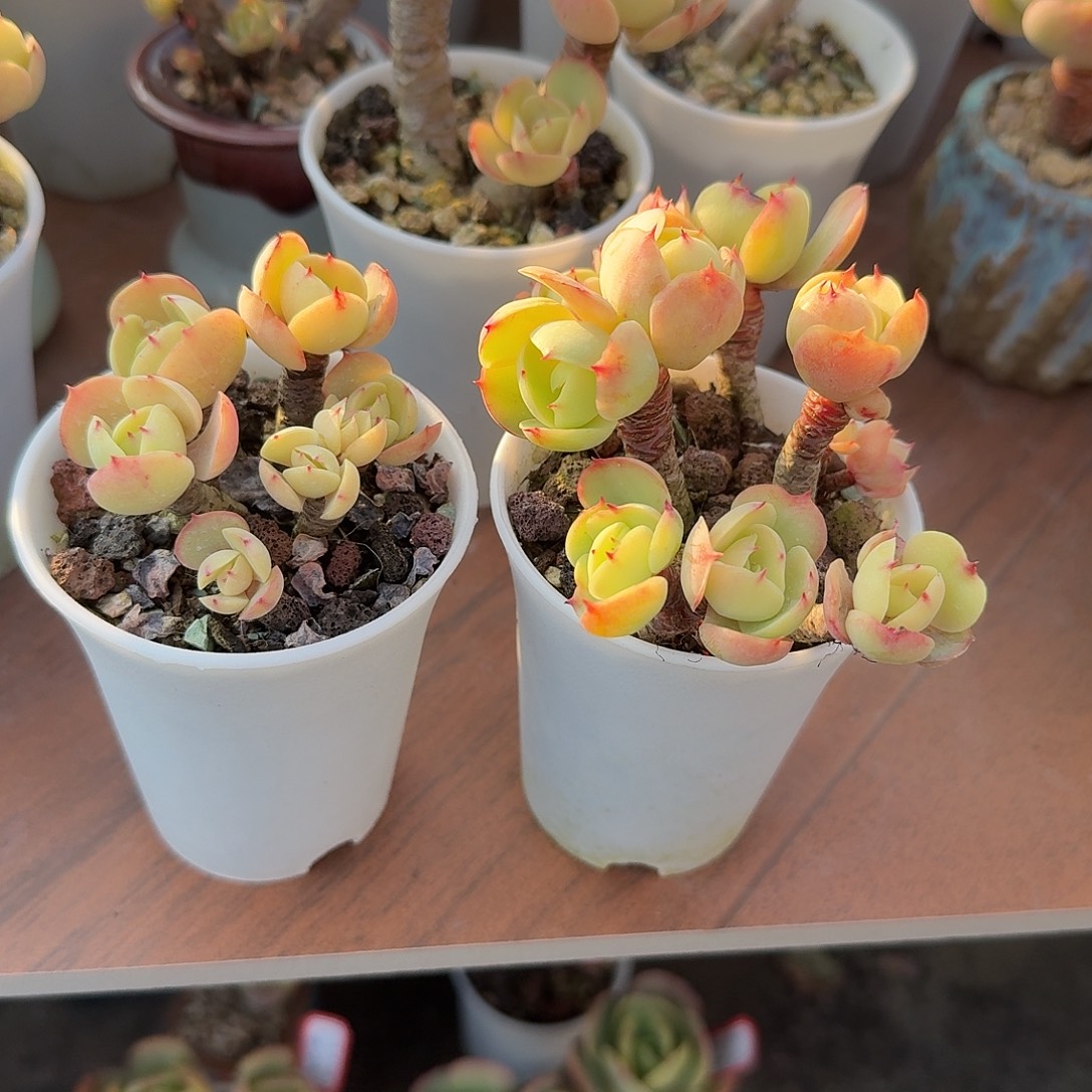 ᥫ***…鸡蛋碧桃多肉植物两颗