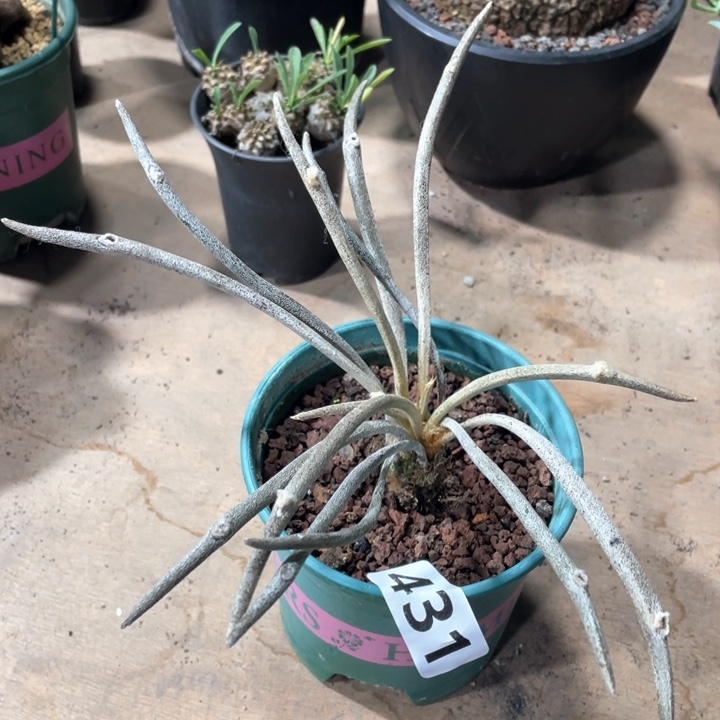 431实生大美杜莎