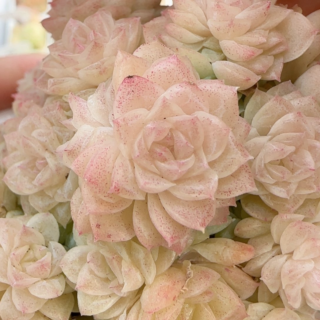 原****啊【闪购商品】0209-110珠光优选麦杆