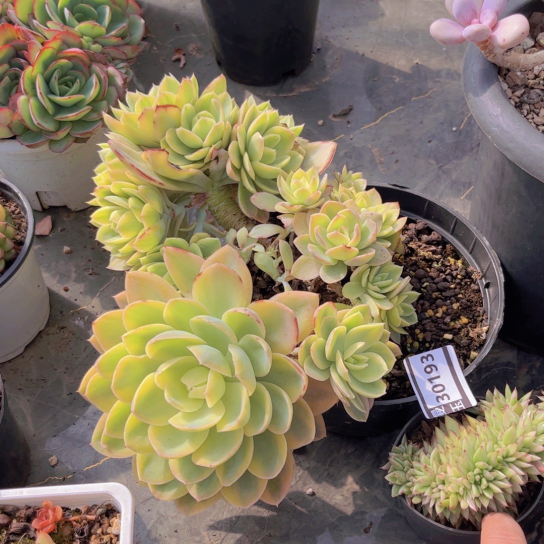 高***）丝绸面纱锦多肉植物30193