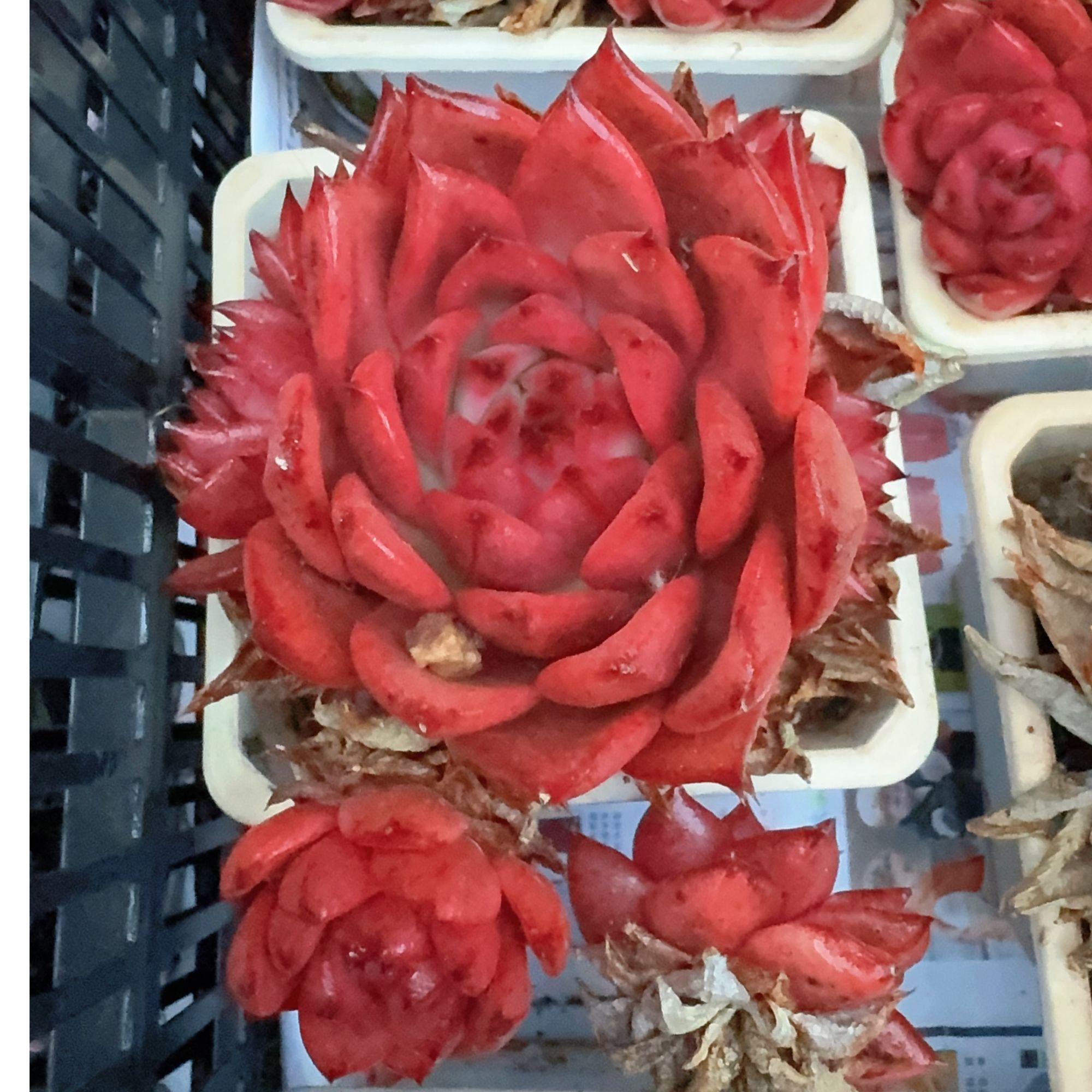 120#阿姆斯壮（7-10cm）脱土