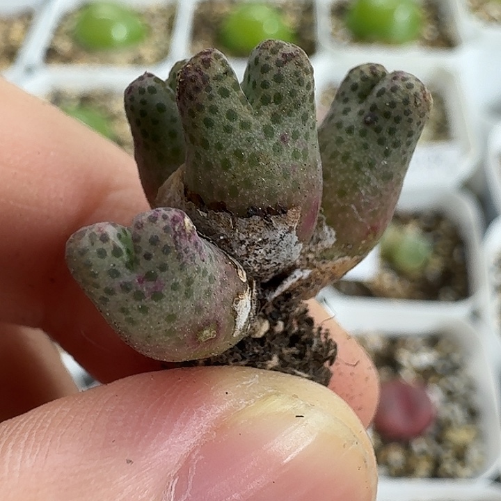 老马生石花斑马2152