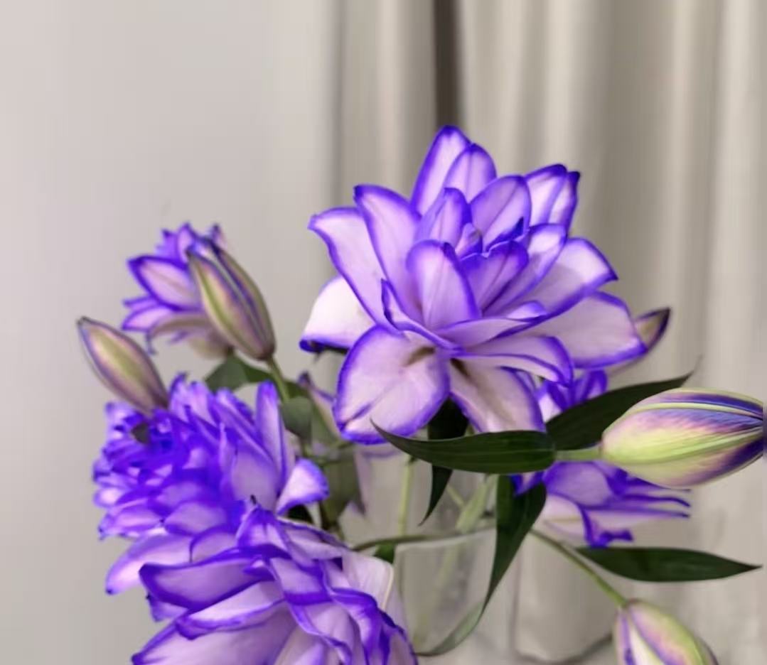 紫美人重瓣香水百合