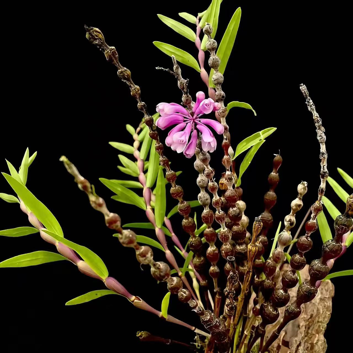 石斛兰附生洋兰一物一拍链接盆栽球花石斛兰花盆栽石斛兰盆栽室内